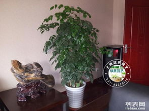 上海徐匯區(qū)植物租擺與綠化租賃服務 專業(yè)鮮花綠植與苗木供應